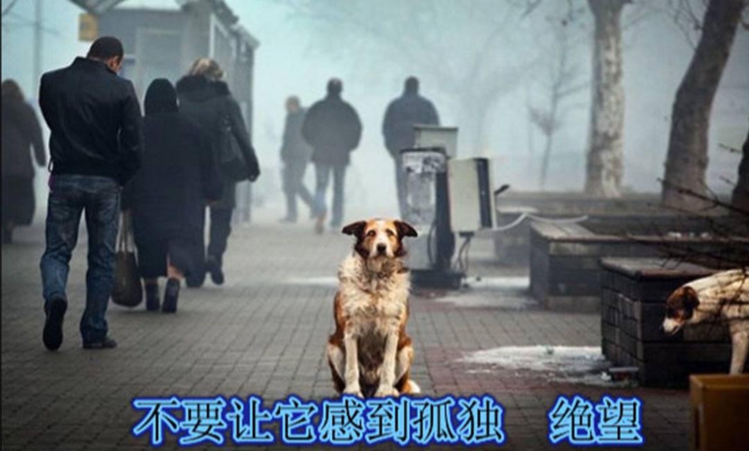 成都爱影圈微博微信转发案例